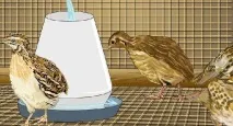 Як зробити напувалку для перепелів своїми руками Фото, Відео своїми