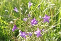 Як зробити листя для троянди в японській техніці цвітіння (xflowers) Розсилка японській