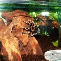 Як зробити тераріум для павука своїми руками зробити