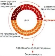 Як вважати менструальний цикл рекомендації та способи способи