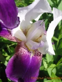 Як зробити листя для троянди в японській техніці цвітіння (xflowers) Розсилка японській