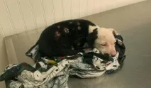 Як врятоване з вогню щеня саме стало пожежником вогню