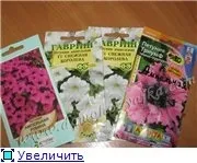 Як виростити розсаду петунії, Домогосподарка петунії