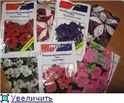 Як виростити розсаду петунії, Домогосподарка насіння