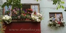 Як виростити розсаду петунії, Домогосподарка петунії