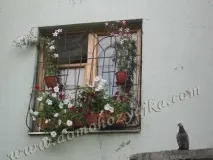 Як виростити розсаду петунії, Домогосподарка розсаду
