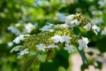 Калина звичайна посадка, вирощування та догляд (фото), Натхнення () посадка