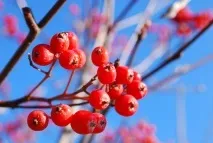 Калина звичайна посадка, вирощування та догляд (фото), Натхнення () звичайна