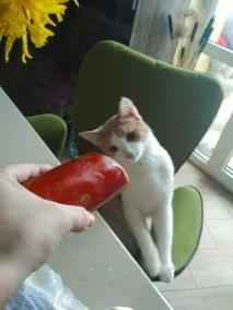 Ковбаса Гаряче одну