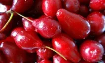 Кісточки кизилу при лікуванні геморою геморою