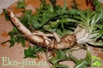 Корінь кульбаби корисні властивості та протипоказання кульбаби