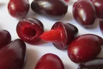 Кісточки кизилу при лікуванні геморою кісточки