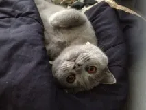Кораловий клуб для домашніх тварин клуб