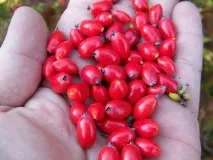 Кісточки кизилу при лікуванні геморою лікуванні