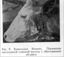 КИВИЛЬНА ХВОРОБА ковили