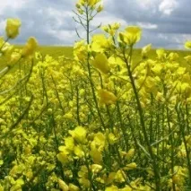 Кормові капустяні культури кормові