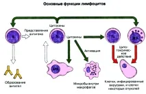 кръвта