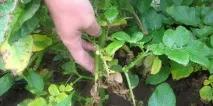 Макроспоріоз картоплі опис хвороби та лікування опис