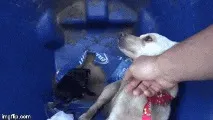 мама-собачка