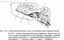 Медіатори нервової системи, Частина I медіатори