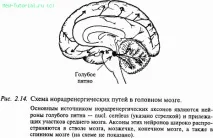 Медіатори нервової системи, Частина I медіатори