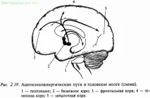 Медіатори нервової системи, Частина I медіатори