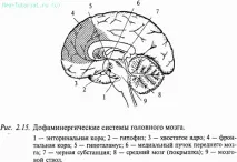 Медіатори нервової системи, Частина I системи