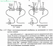 Медіатори нервової системи, Частина I частина