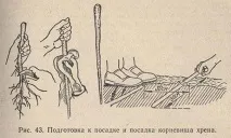Багаторічні овочі ґрунту