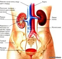 Сечовий міхур, Гінекологія та акушерство акушерство