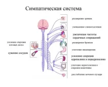 Порушення вегетативної нервової системи Поняття, особливості, лікування, Сучасна клініка по нервової