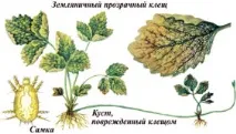 Обробка полуниці від шкідників та хвороб навесні навесні