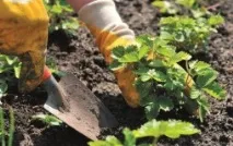 Обробка полуниці від шкідників та хвороб навесні полуниці