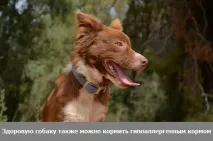 Чи потрібний вашому собаці гіпоалергенний корм собаці