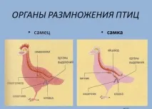 репродуктивни