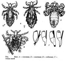 anoplura