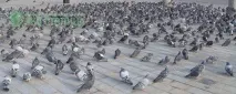 міських