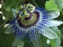 passiflora