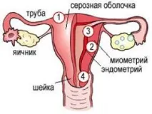 Період статевої зрілості - Медичні новини та поради медичні