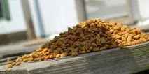 Харчування азіатської таббі можна