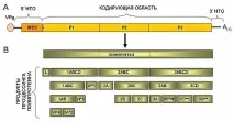 пикорнавирусите