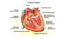 Чому болить серце, причини та лікування болю в області серця болить