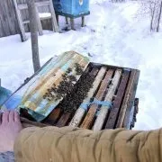Підготовка бджіл до зимівлі відео та фото огляд підготовка