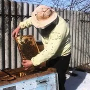 Підготовка бджіл до зимівлі відео та фото огляд зимівлі