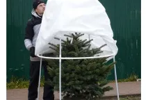 Підготовка хвойних рослин до зими (відео) відео