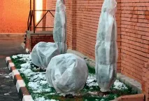 Підготовка хвойних рослин до зими (відео) хвойних