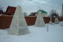 Підготовка хвойних рослин до зими (відео) відео