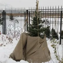 Підготовка хвойних рослин до зими (відео) хвойних
