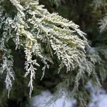 Підготовка хвойних рослин до зими (відео) хвойних