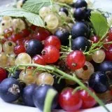 Користь смородини для здоров’я людини - Ваш лікар Айболіт здоров